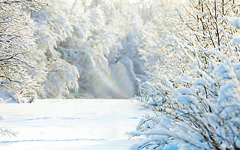Snow, Tree, Winter, Nature, , Scenic HD wallpaper