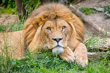Animals, Lion, Big Cat, Nice, Sweetheart, Mane HD wallpaper