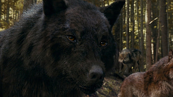 Twilight wolf , Fierce pack, Ferocious protectors, Striking visuals HD wallpaper