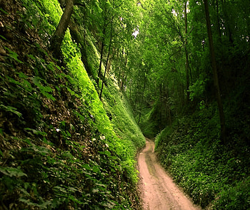 A road in a gorge, gorge, green, landscape, road, forest HD wallpaper