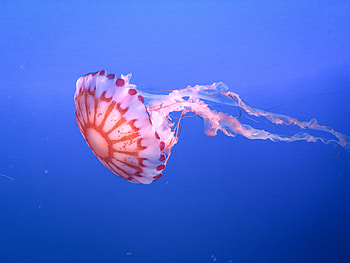 Animals, Jellyfish, Beautiful, Underwater World, Tentacle HD wallpaper