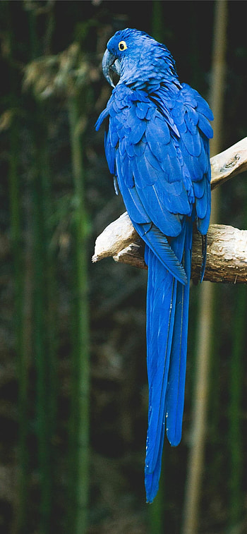 Stunning bird portraits, , High-definition detail, Feathered elegance HD phone wallpaper