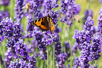 Flowers, Violet, Butterfly, Purple, Spring HD wallpaper