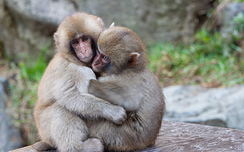 Monkey, monkey , cute backgrounds, nature graphy HD wallpaper