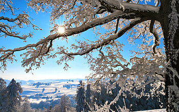 Winter, Nature, Sun, Shine, Light, Wood, Tree, Branches, Branch HD wallpaper