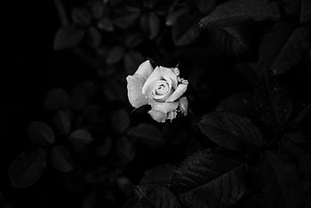 Flowers, Flower, Rose Flower, Rose, Bw, Chb HD wallpaper