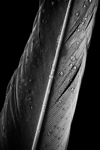 Drops, Feather, Macro, Wet, Grey, Pen HD phone wallpaper