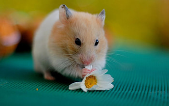 Cute hamster, Adorable rodents, Funny hamsters, Charming creatures HD wallpaper