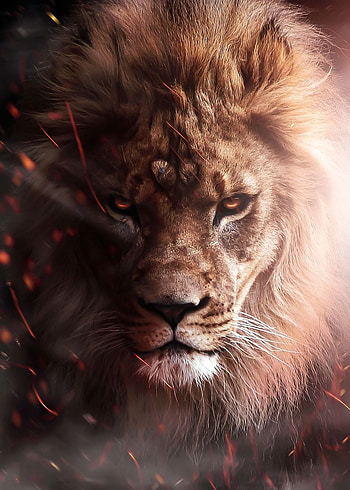 angry lion on fire poster ' Poster, Angry Lion Art HD phone wallpaper