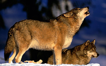 Animals, Winter, Snow, Grey, Wolf, Howl HD wallpaper