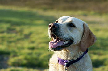 Animals, Dog, Muzzle, Labrador, Collar HD wallpaper