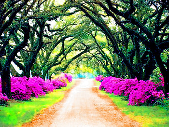 The Lane, dirt, south carolina, path, blooms, spring HD wallpaper