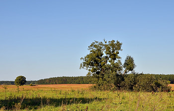 Landscape, Trees HD wallpaper