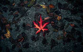 Leaf, fall, autumn HD wallpaper