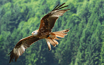 Eagle, Animals, Bird, Predator, Flight HD wallpaper