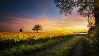 Rapeseed Field in the Netherlands, blossoms, colors, clouds, landscape, sky, evening, sunset, tree, windmill HD wallpaper