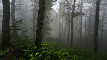 Forest Fog, trees, fog, forests, nature HD wallpaper