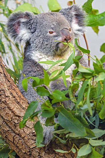 Animals, Branches, Grey, Animal, Koala HD phone wallpaper