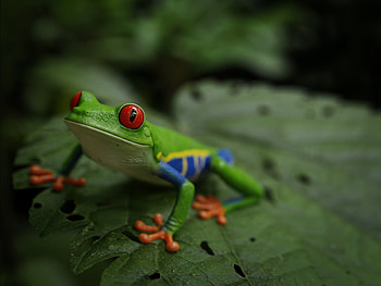 Red Eyed Tree Frog, Creative 3D artwork, CGsociety's awe, Magical creature HD wallpaper