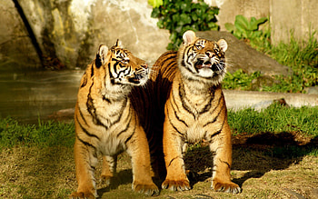 Animals, Couple, Pair, Striped, Tiger, Tiger Cubs HD wallpaper