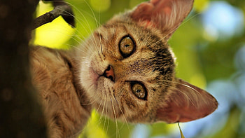 Animals, Kitty, Kitten, Muzzle, Sight, Opinion, Peek Out, Look Out HD wallpaper