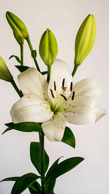 White lily , Samantha Walker, Pure and elegant, Nature HD phone wallpaper