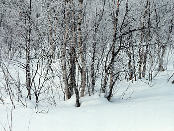 Winter, Nature, Trees, Snow, Branches, Drifts HD wallpaper
