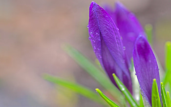 Flowers, Leaves, Snowdrops, Macro, Petals HD wallpaper