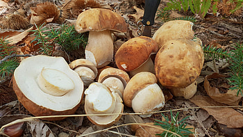 Sun-dried wild porcini, Greek forests, Desertcart, Culinary gem HD wallpaper