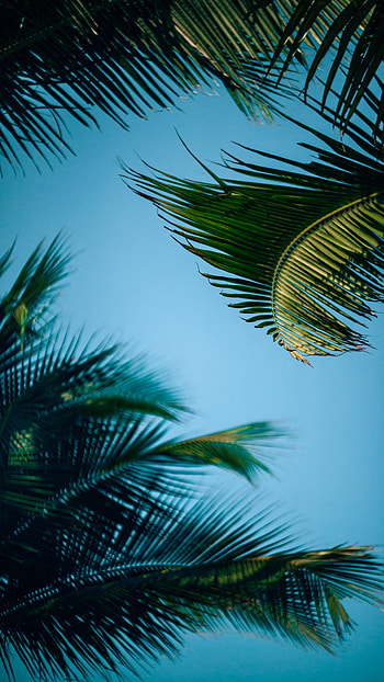 Nature, Leaves, Palms, Branch, Bottom View HD phone wallpaper