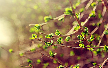 Spring, Leaves, Macro, Branches, Greens HD wallpaper