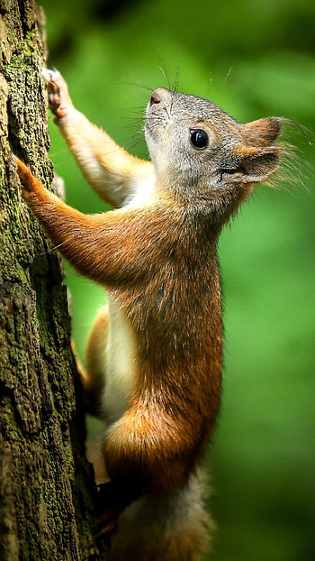 Climbing squirrel, Lockscreen cuteness, , Nature's amusing acrobats HD phone wallpaper