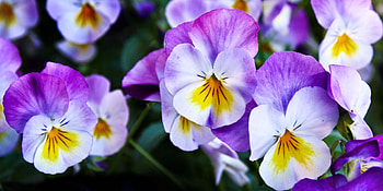 Purple and White Pansies FC, graphy, floral, beautiful, romance, beauty, pansies, wide screen, flower, love HD wallpaper