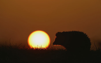 Sunset, animal, black, hedgehog, cute, orange, summer, arici, silhouette HD wallpaper