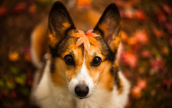Welsh Corgi, Falling leaves background, Beautiful mixed breed dogs HD wallpaper