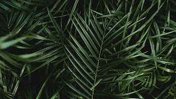 Palm, Leaves HD wallpaper