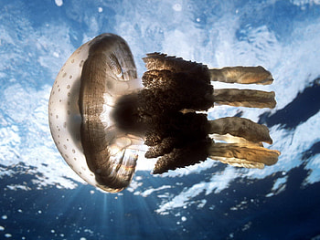 Animals, Sea, Jellyfish, Swimming, Underwater World HD wallpaper
