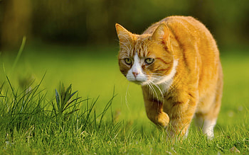 Animals, Grass, Cat, Stroll, Hunting, Hunt HD wallpaper