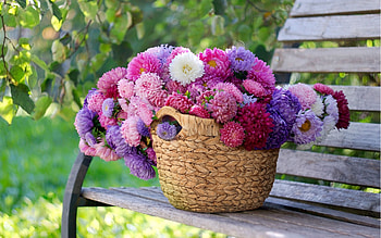 Colorful asters, Flowers, Bench, Leaves, Basket HD wallpaper