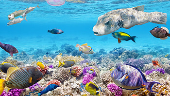Coral Reef, Exotic , Stunning underwater, Natural wonder HD wallpaper