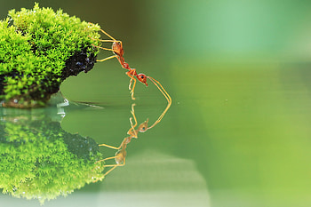 Stunning ant , Diverse ant species, Impressive designs, collection HD wallpaper
