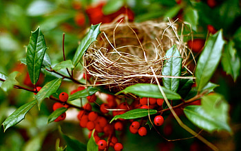 Nature, Summer, Branches, Branch, Berry, Nest HD wallpaper