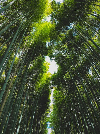 Serene bamboo forest in Kyoto, Japan, showcasing natural beauty and tranquility. HD phone wallpaper