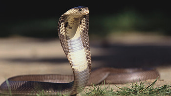 King Cobra, Viral conspiracy theory, Venomous snake, Water supply HD wallpaper