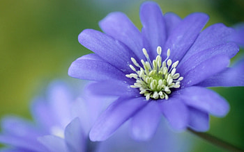 Plants, Flowers HD wallpaper