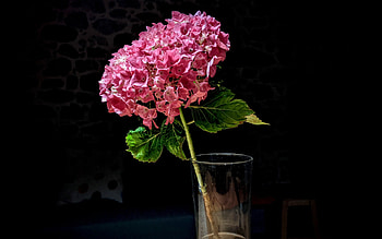 Hydrangea, nature, graphy, flower HD wallpaper