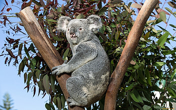 1920x1200 koala , High-definition koala backgrounds, Crisp , wonders HD wallpaper