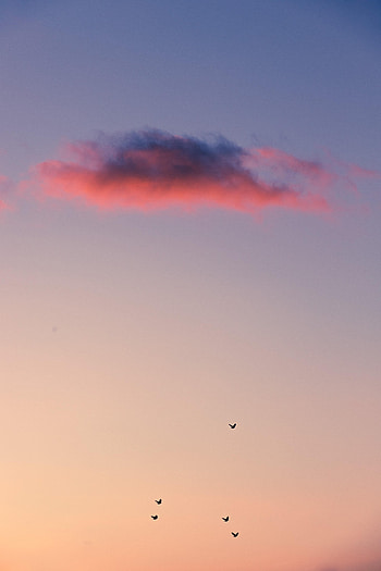 Nature, Birds, Sunset, Sky, Cloud HD phone wallpaper
