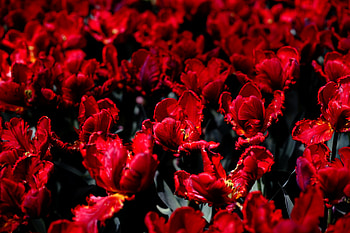 Flowers, Tulips, Bright, Field HD wallpaper
