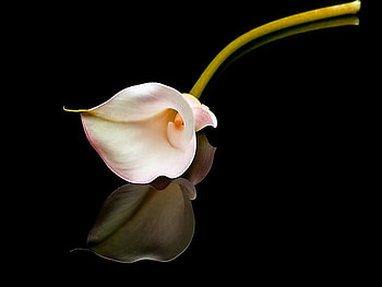 Cala for Glyn, pink, white, reflection, black background, cala lily HD wallpaper